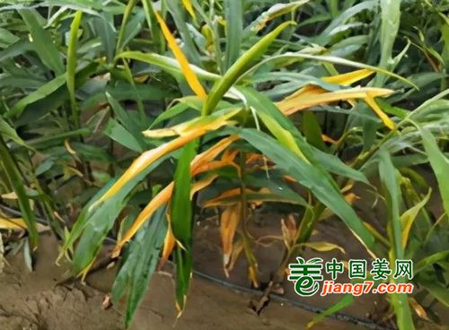 小培土后黃葉干尖的原因及三氯異氰尿酸的影響分析